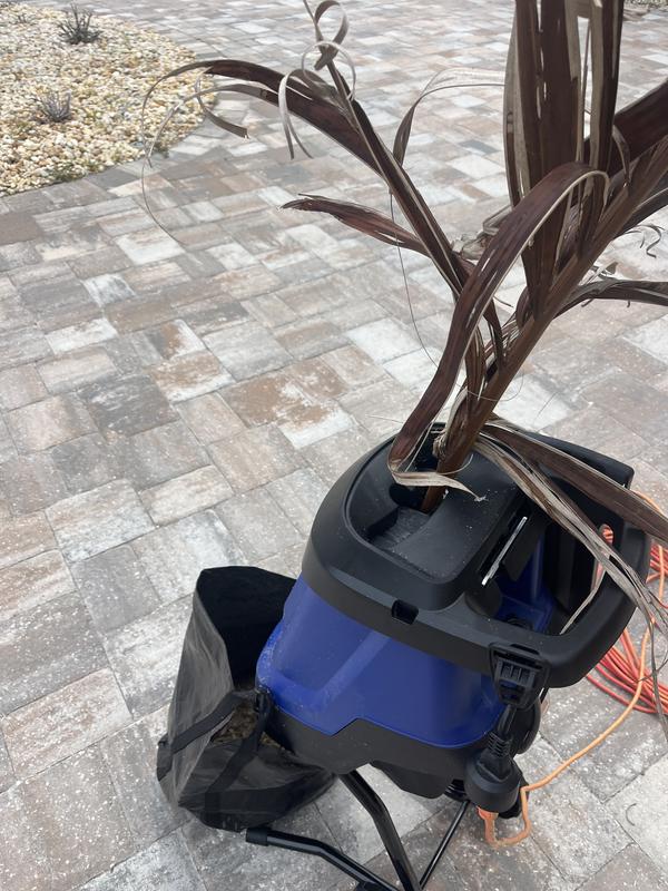 Here it is shredding one of my dead palm fronds.