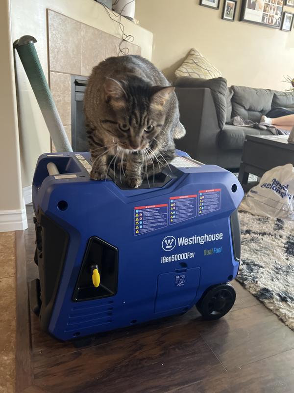 Cat loves it too.