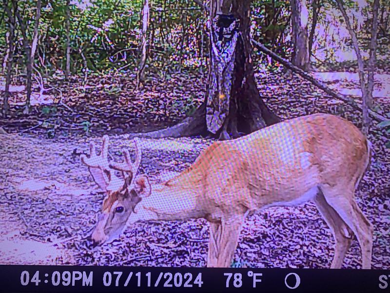 Photo - commentaire&nbsp;6.