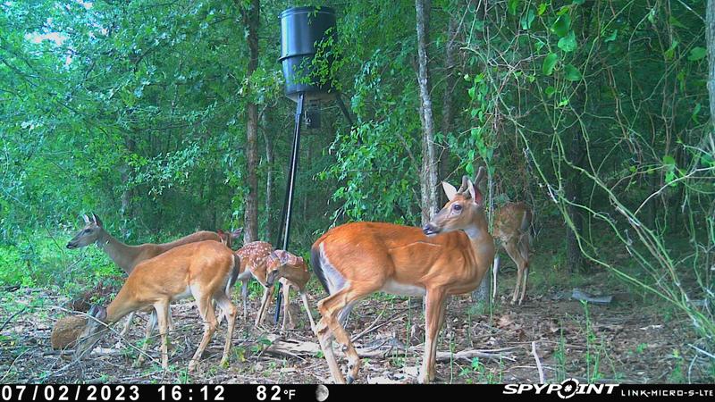 Bucks, Does, and fawns about 200 feet from my house