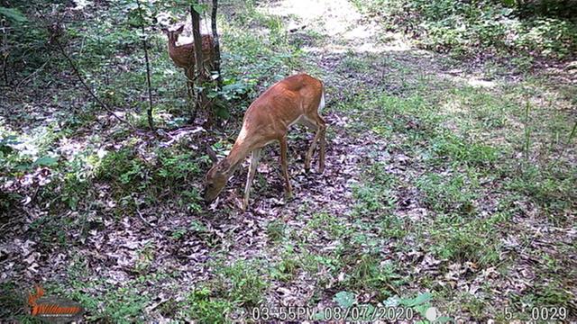 Doe and her fawn