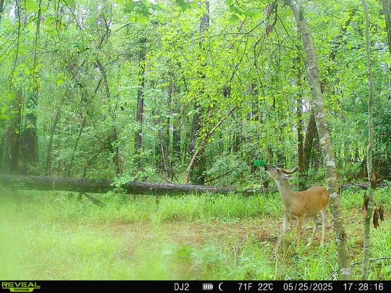 カ*ー様 【F.A.T.】WILDSNAP wildthings WILDSNAP | F.A.T. | SQUASH