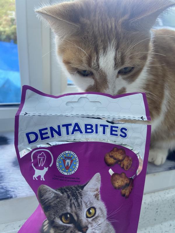 do cat dental treats really work