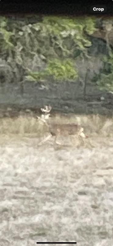 Photo - commentaire&nbsp;5.