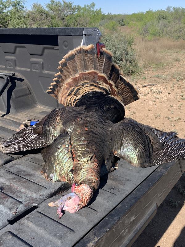 My go to turkey ammo