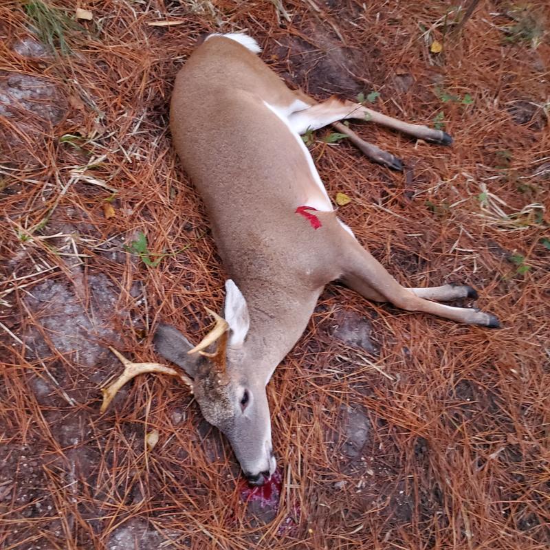 Photo - commentaire 8.