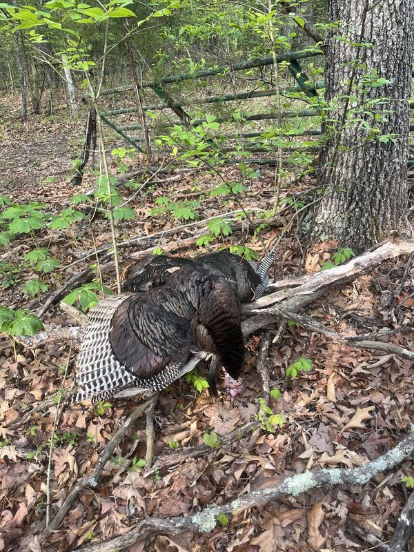 Photo - commentaire&nbsp;4.