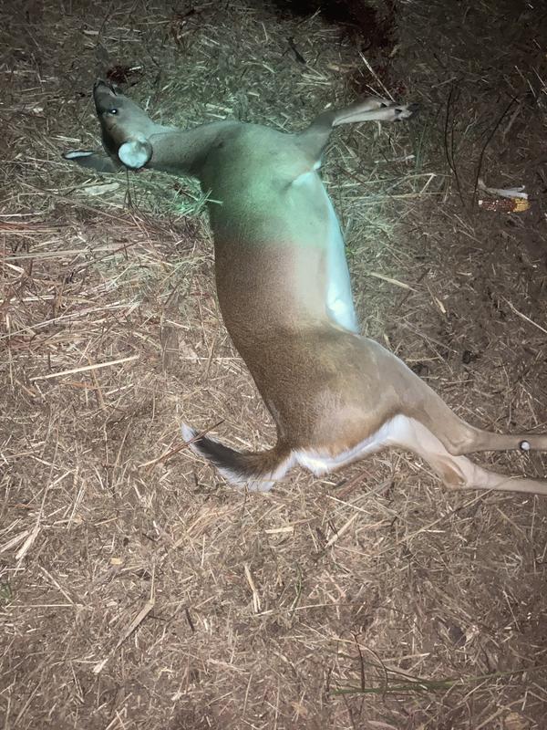 Photo - commentaire 7.