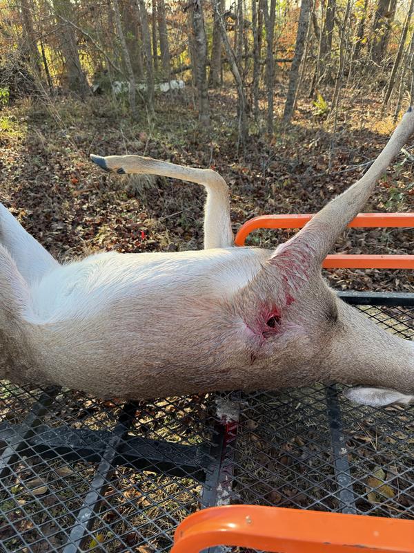 300 Yard shot on doe. Ran 40 yards