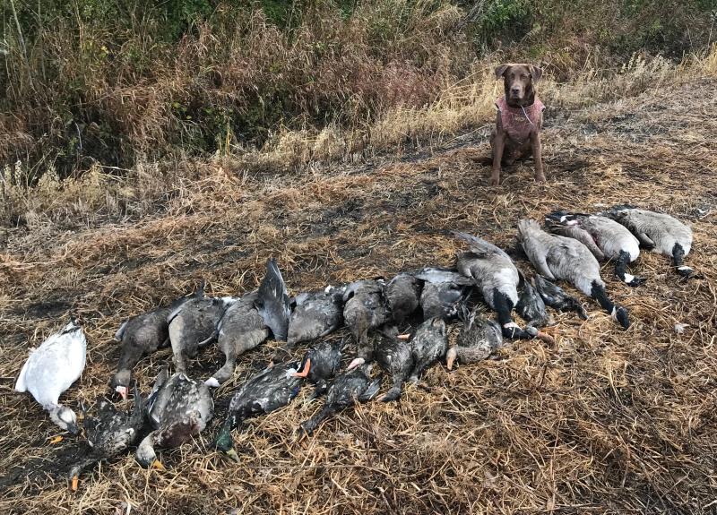 Odie with his mornings retrieves thanks to Winchester’s Blind Side.