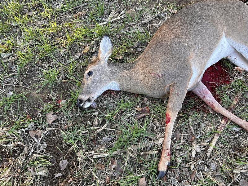 Photo - commentaire 5.