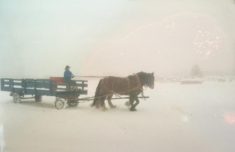 My. Charleston, NV wild mustang years