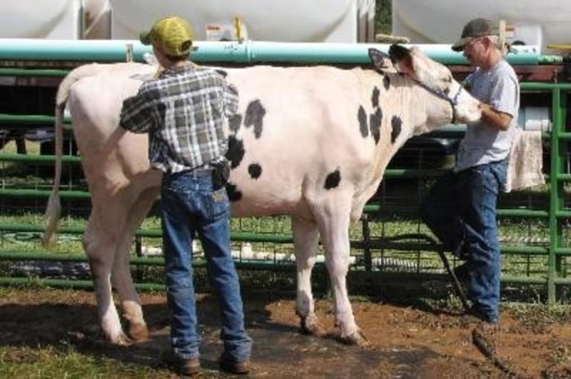 Getting ready for the 4-H fair dairy judging.
