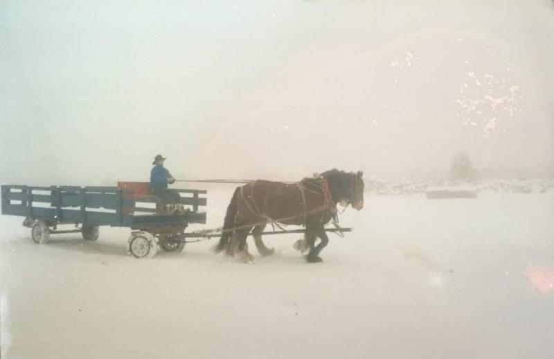 My. Charleston, NV wild mustang years