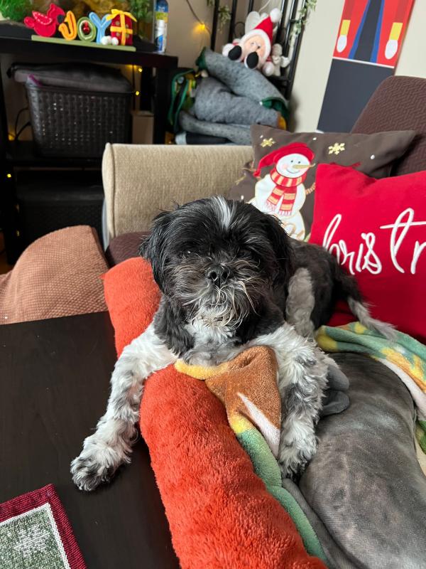 Great for my stubborn 16-year-old Shih Tzu!