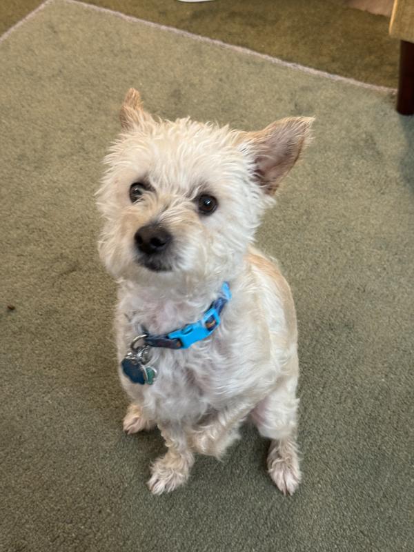 Charlie at 2.5