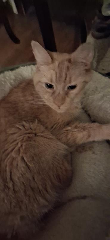 Cat from a sleepover