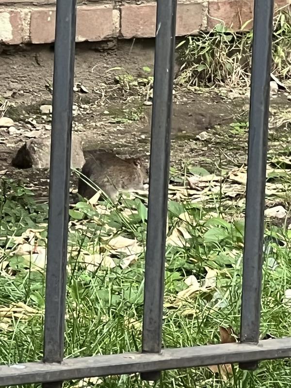 A giant size rodent
