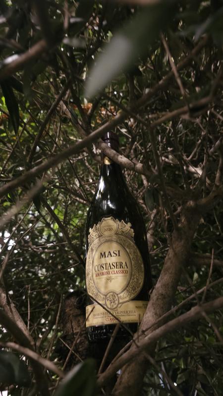 Masi Costasera Amarone | Total Wine & More