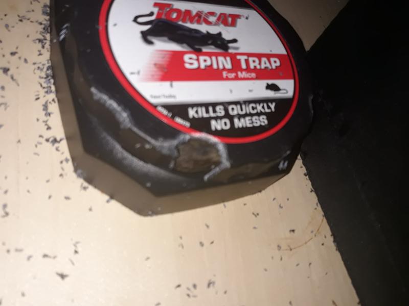 Tomcat Spin Trap for Mice 