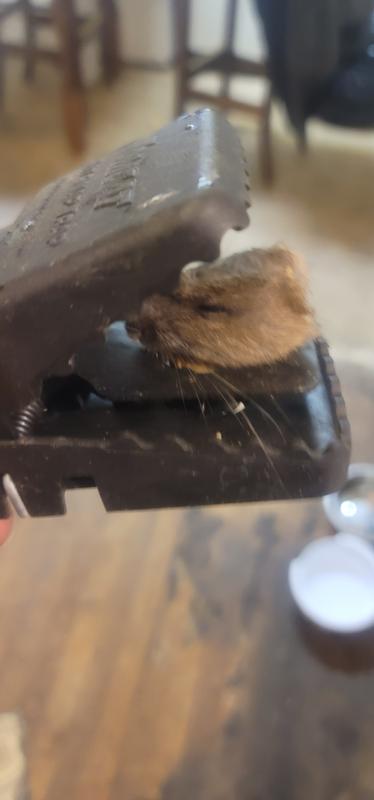 Gets the JOB done! No questions asked