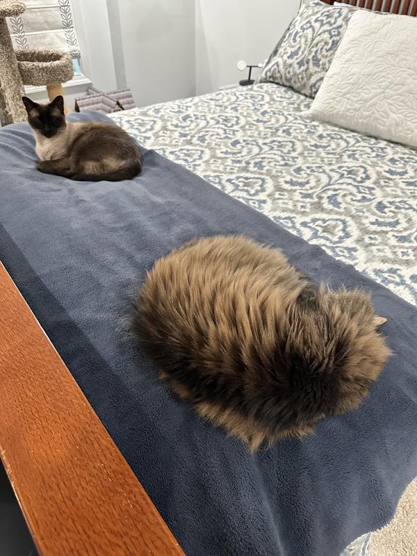 Owner AND Cat Approved