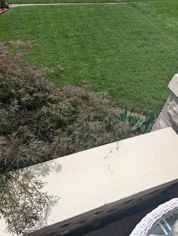 My front lawn.