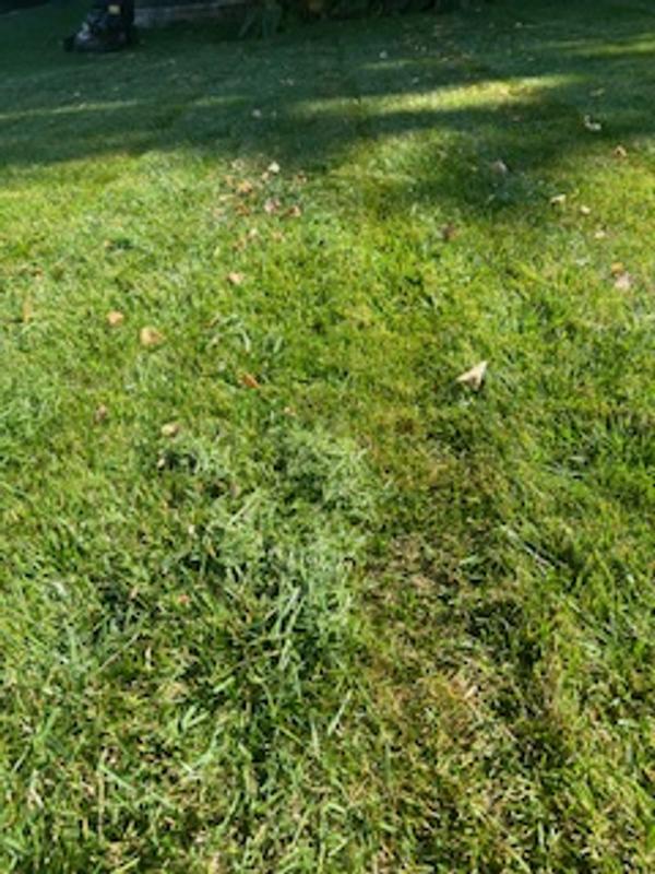 Clumps of grass and leaves left behind - bagging is awful!