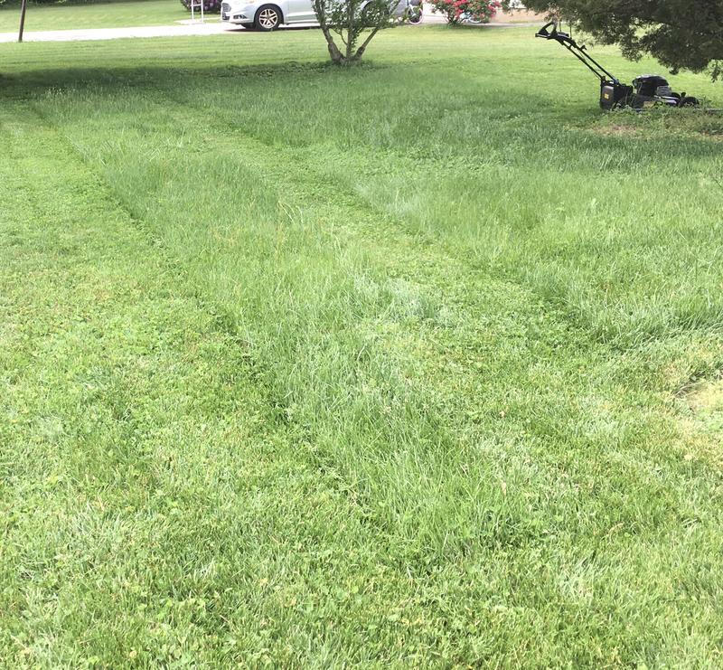 Before mulching tall grass