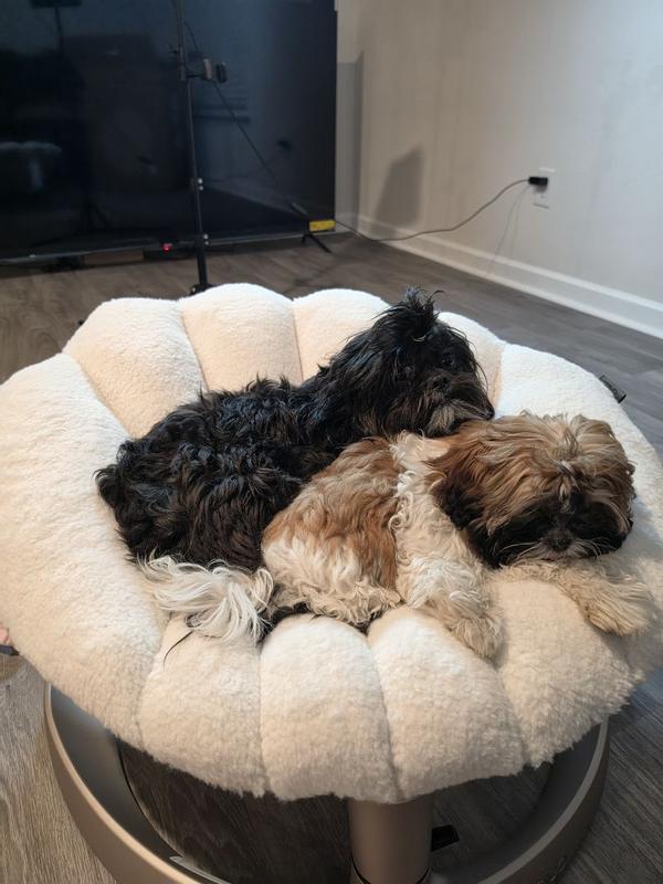 Customer photo for "A nice-looking and well-made pet bed with a practical design."