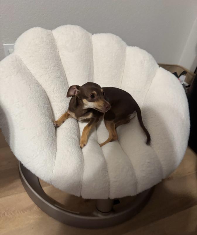 Customer photo for "Great for fur babies"