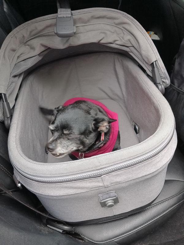 Customer photo for "So fun and safe for dogs"