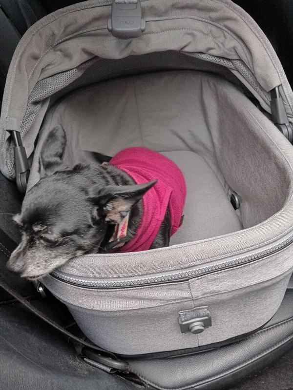 Customer photo for "So fun and safe for dogs"