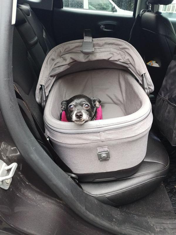 Customer photo for "So fun and safe for dogs"