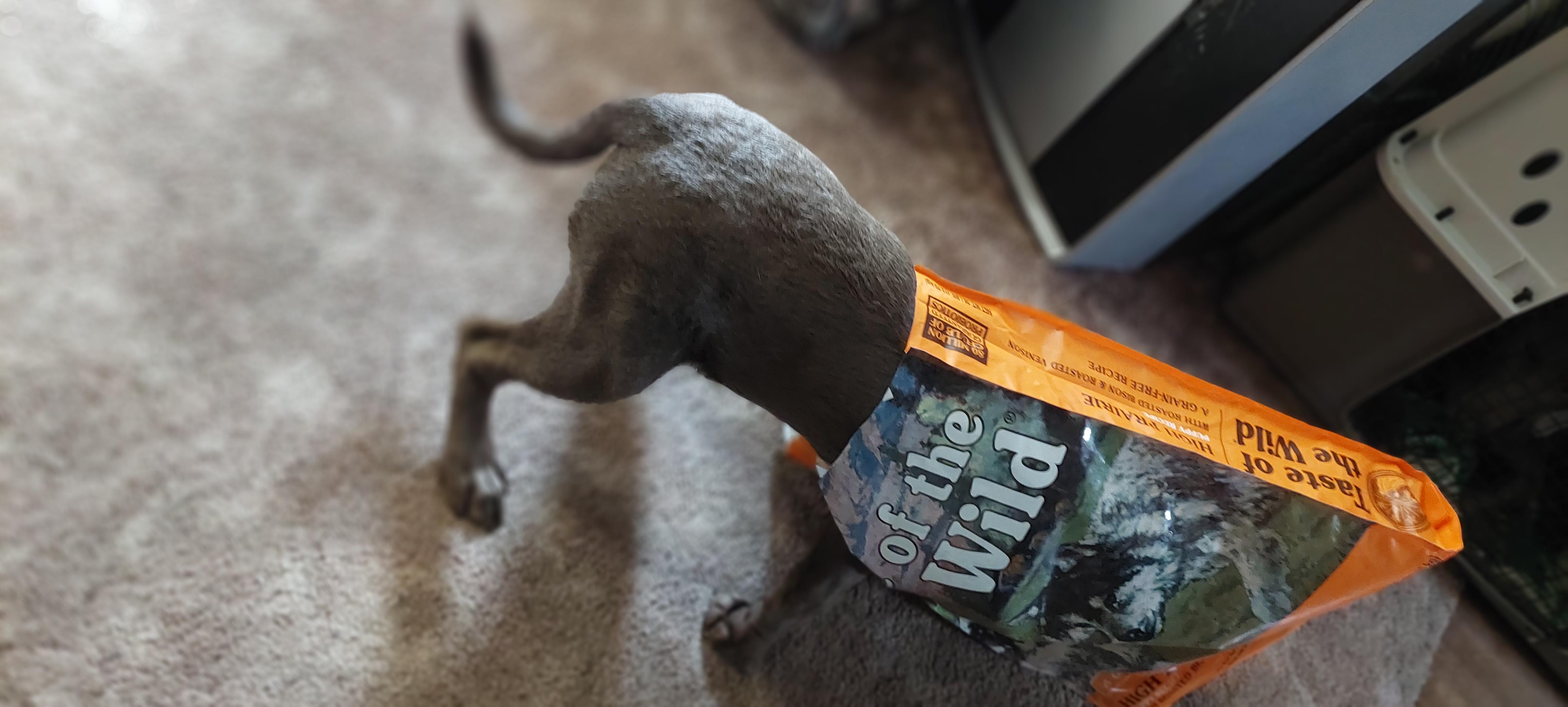 Taste of the Wild High Prairie Grain Free Roasted Bison Venison Dry Puppy Food 28 lbs. Petco