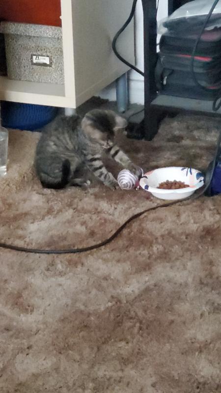 Playing near food bowl (TOTW)