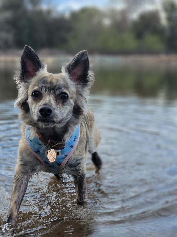 Taste of the Wild Appalachian Valley Small Breed Canine Formula