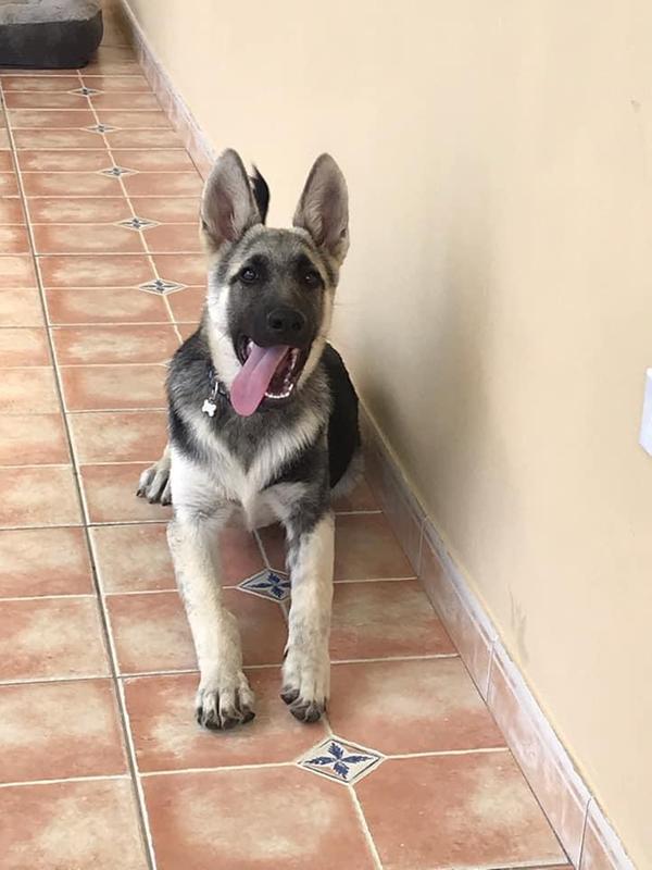 is taste of the wild dog food good for german shepherds