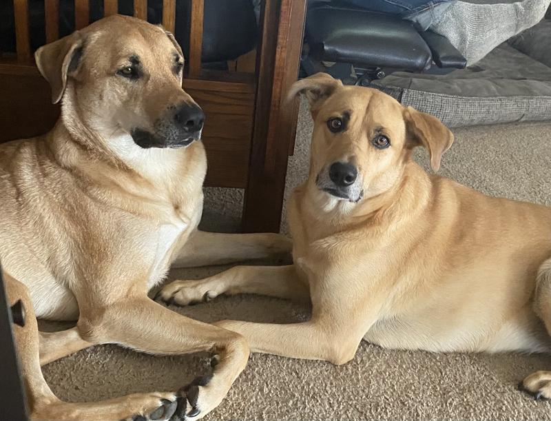 Taste of the Wild Grain-free High Prairie Canine Recipe with