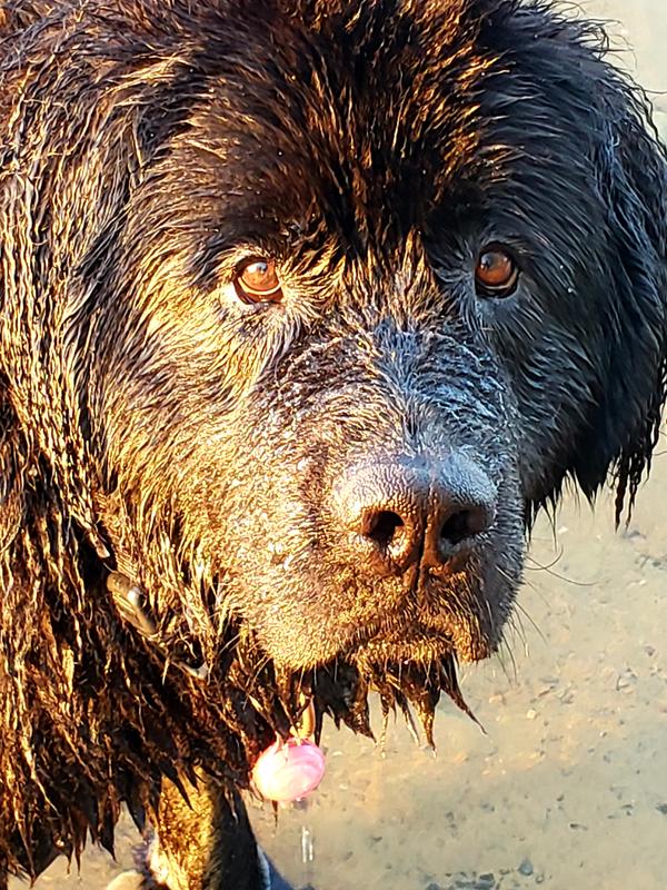 Taste of the Wild Grain-free High Prairie Canine Recipe with