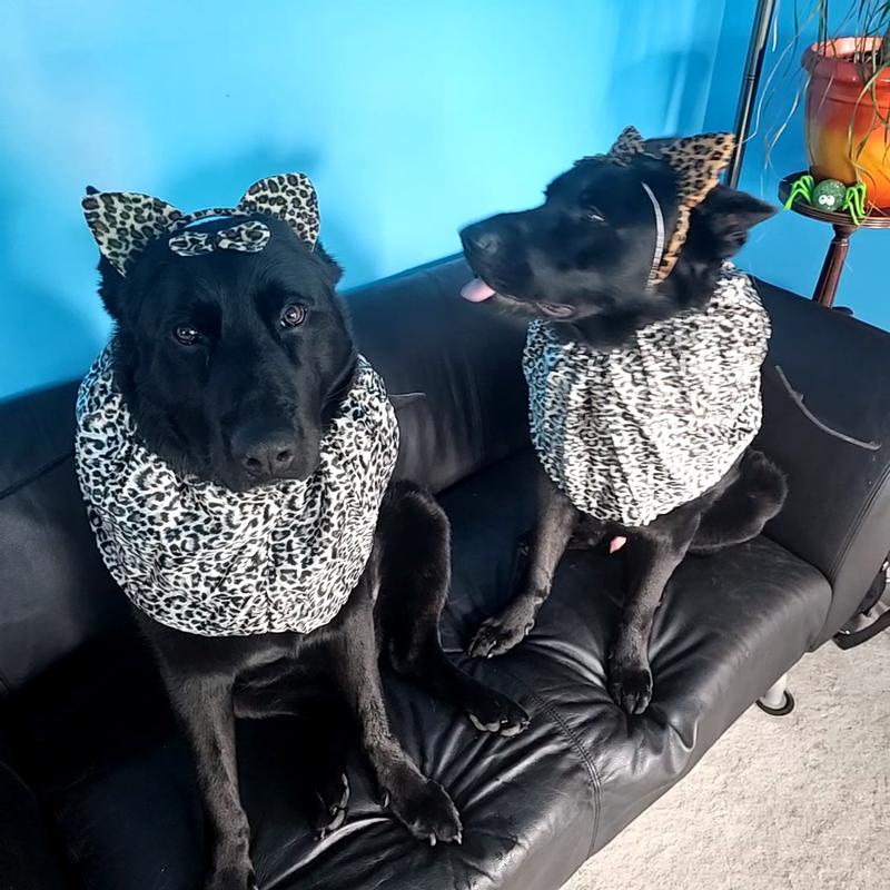 Michiganhousewolfs