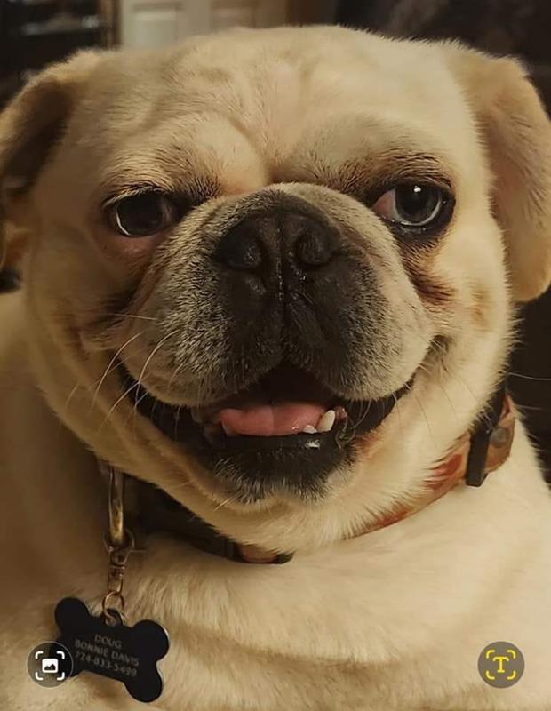 Doug the pug