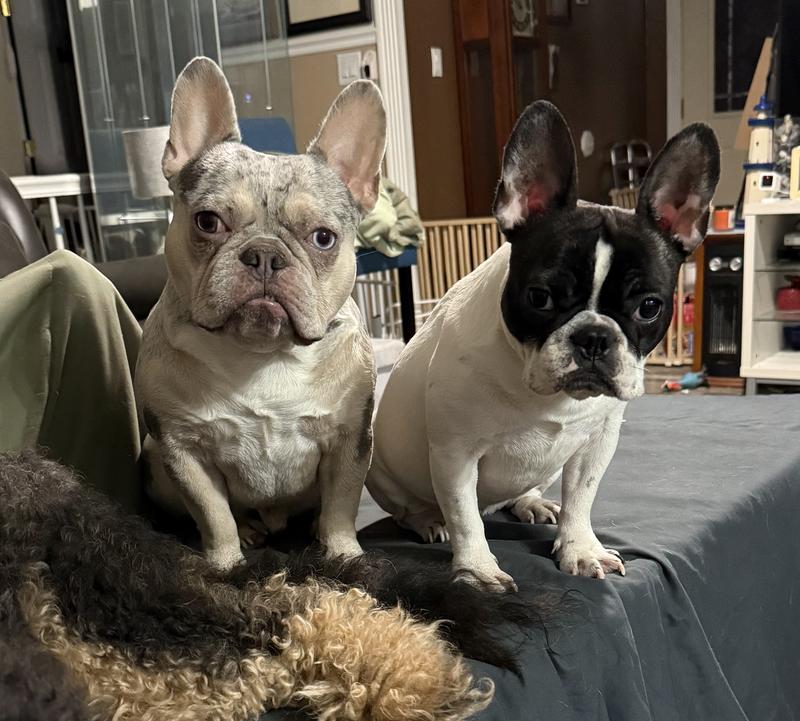 Poppi (Bernedoodle) Paris (Large Frenchie) Renoir (Merle) Phoebi-Layne (White)