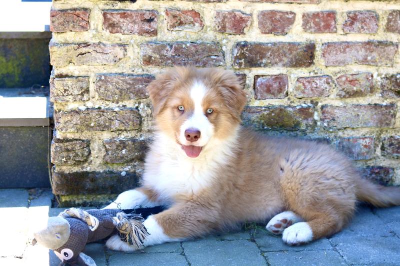 healthier happy puppy