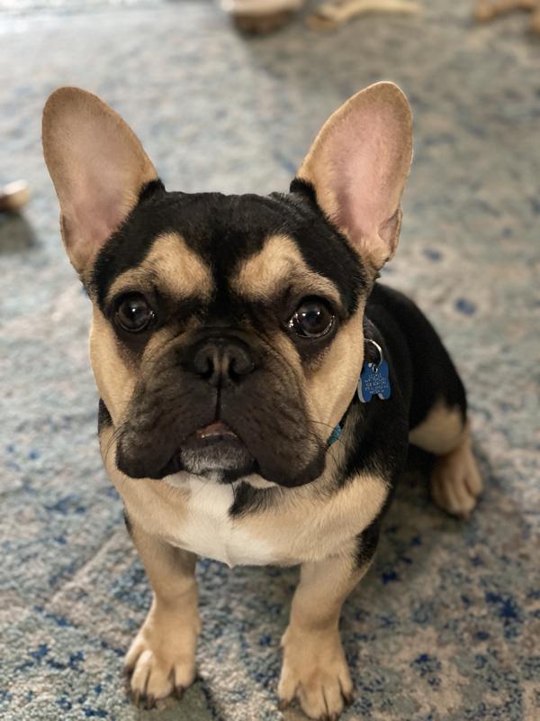 Taste of the Wild Ancient Prairie Canine Recipe with Roasted Bison