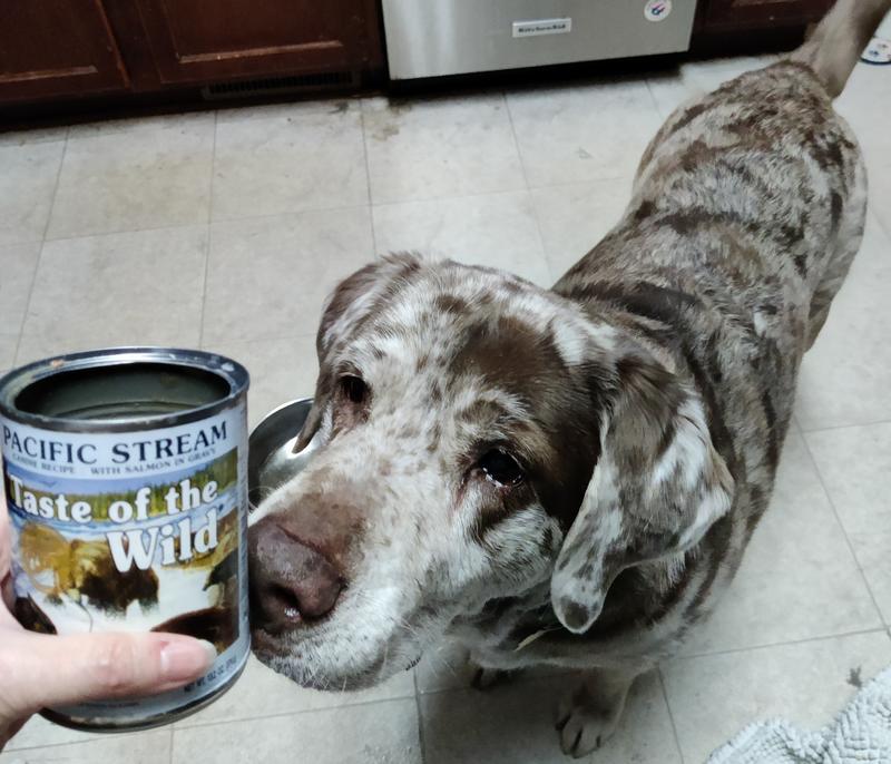 Taste of the wild salmon canned dog outlet food