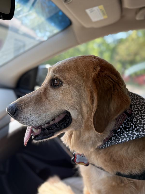 Fresh from the groomer and ready to head home to eat
