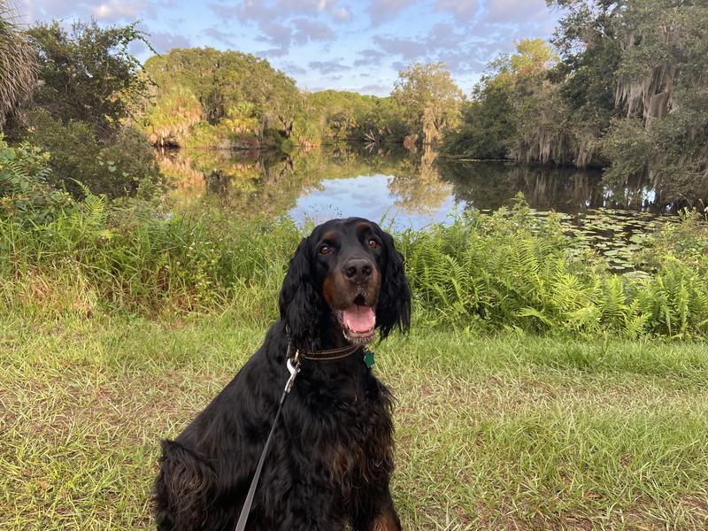 PARKER - The Gordon Setter