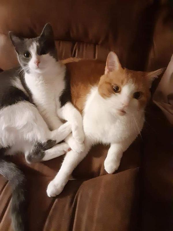 Canyon River Feline Recipe with Trout and Smoke Flavored Salmon