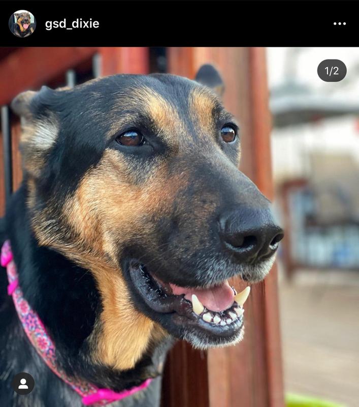 High Prairie Puppy Recipe With Roasted Bison Roasted Venison Taste Of The Wild